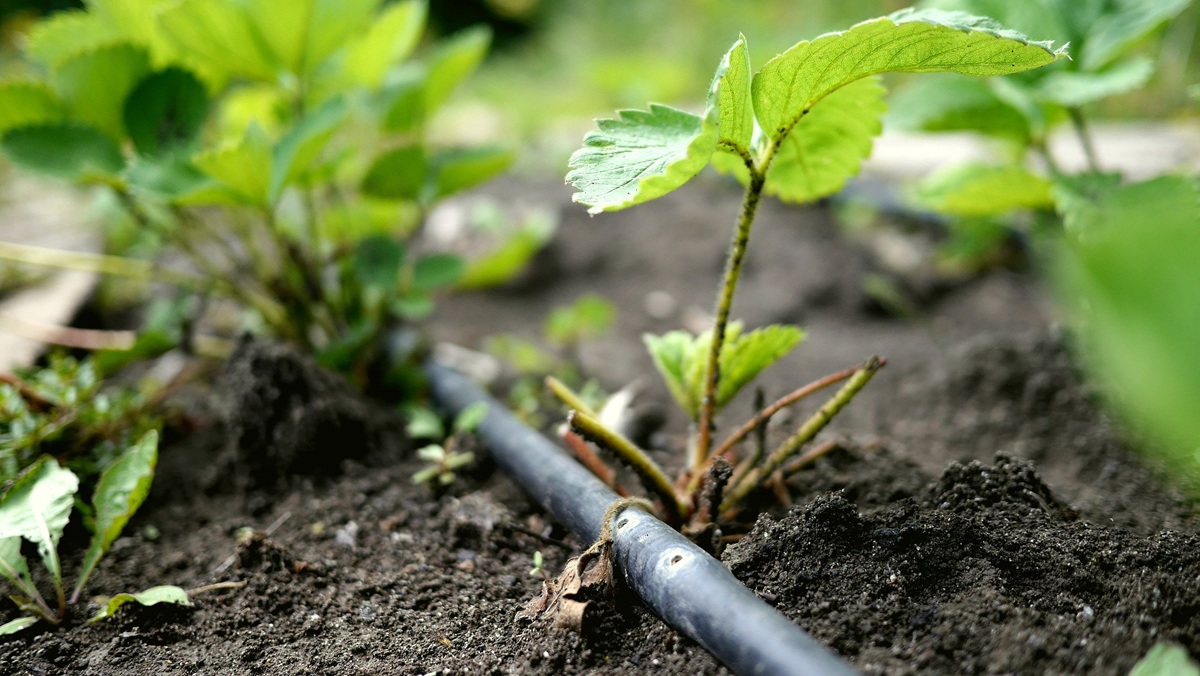 Copeval y AQUA4D concretan alianza para mejorar el uso del agua en el agro