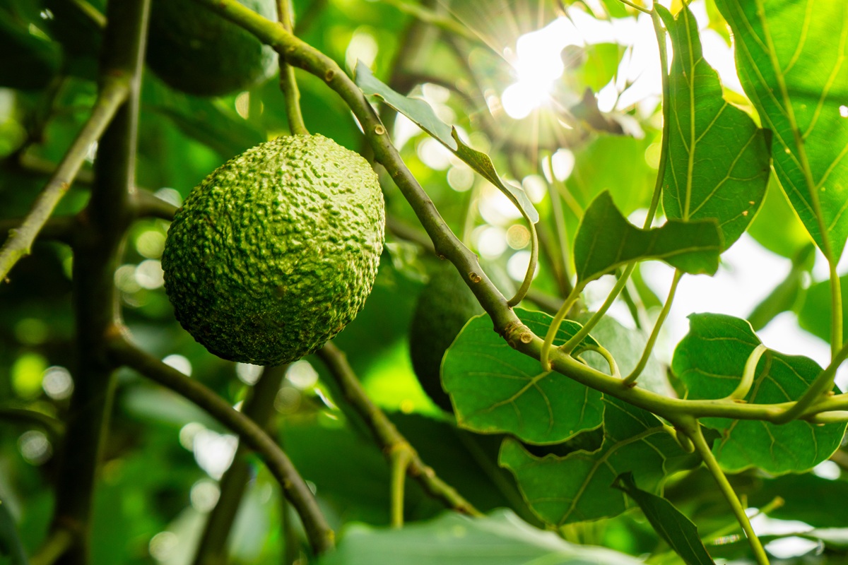 Un ejemplo de posicionamiento del aguacate Hass en Colombia
