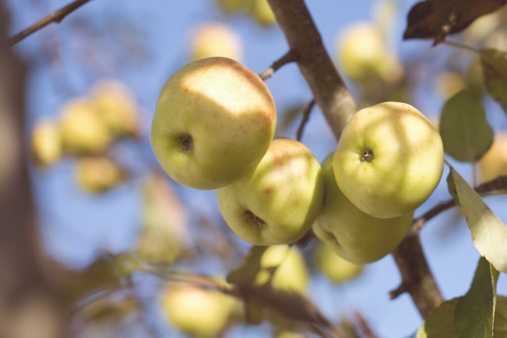 Microorganismos podrían revolucionar el control de enfermedades en manzanos