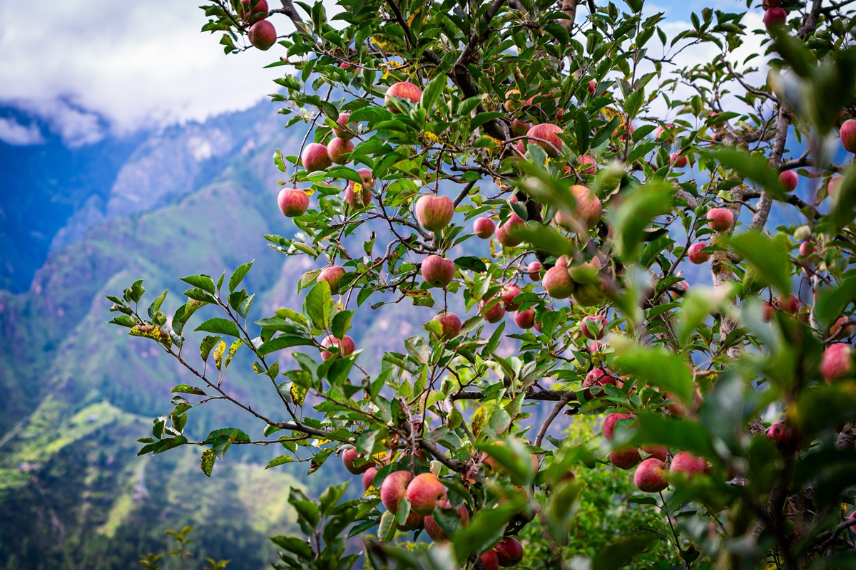 Clima extremo impacta de manera severa a los huertos de manzanas en India