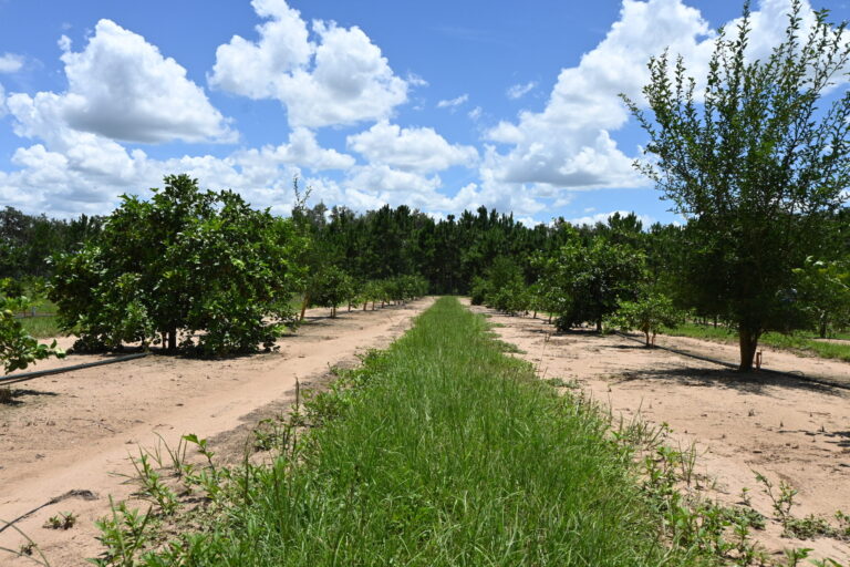 CarriCea T1 de Soilcea: el primer portainjerto editado con CRISPR que ofrece tolerancia al greening 4 CarriCea T1 de Soilcea: el primer portainjerto editado con CRISPR que ofrece tolerancia al greening