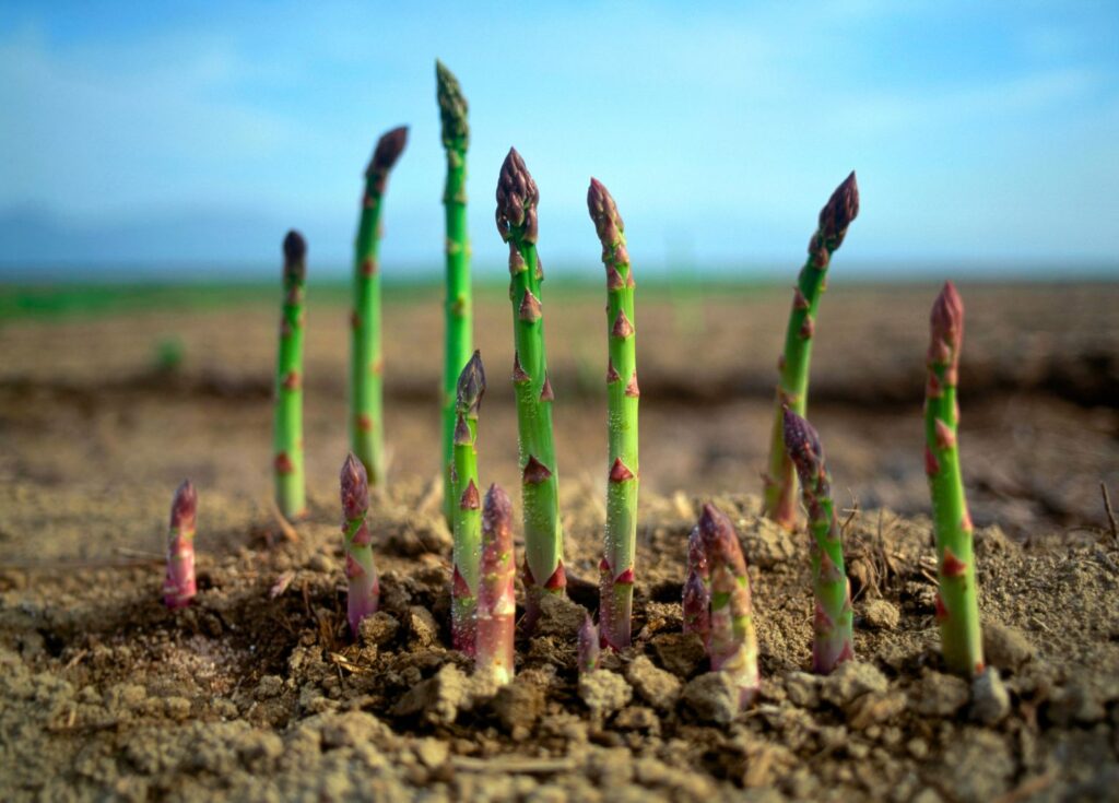 cultivo de espárragos