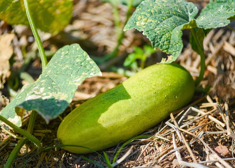 zucchini