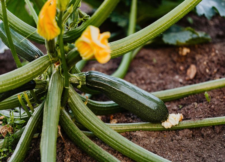 zucchini