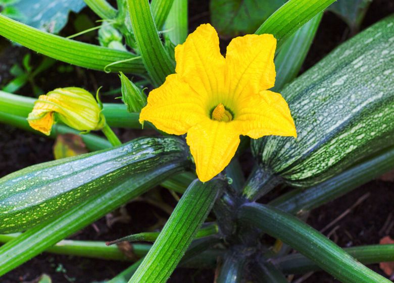 zucchini