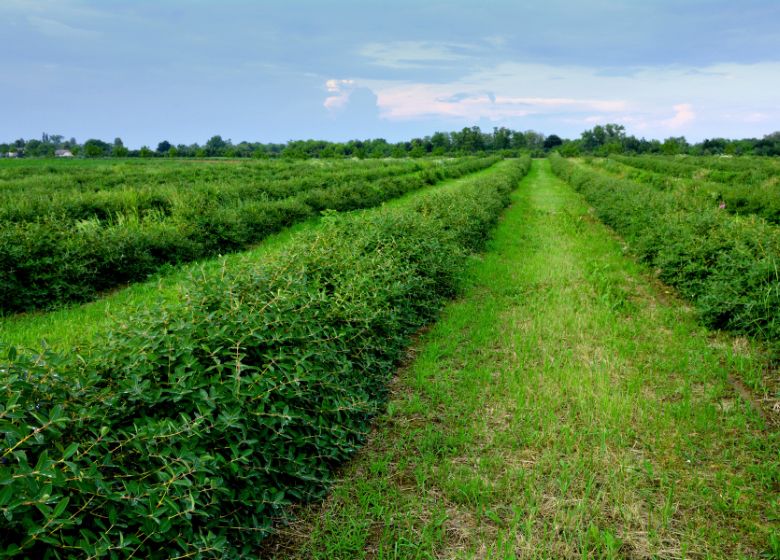 honeyberry