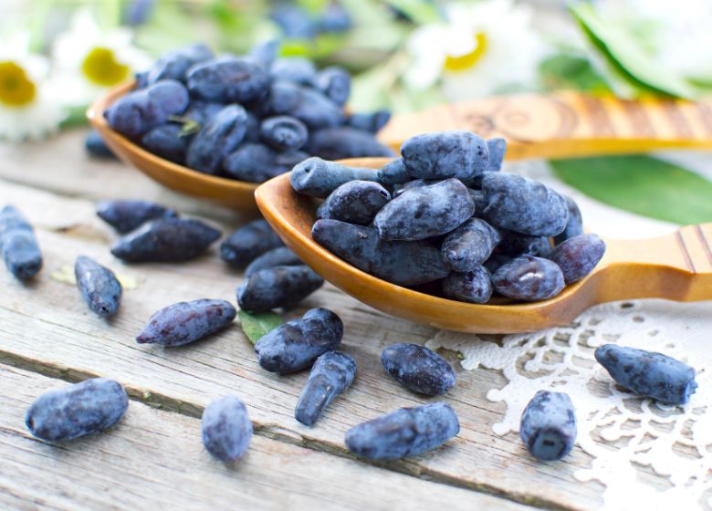 honeyberry