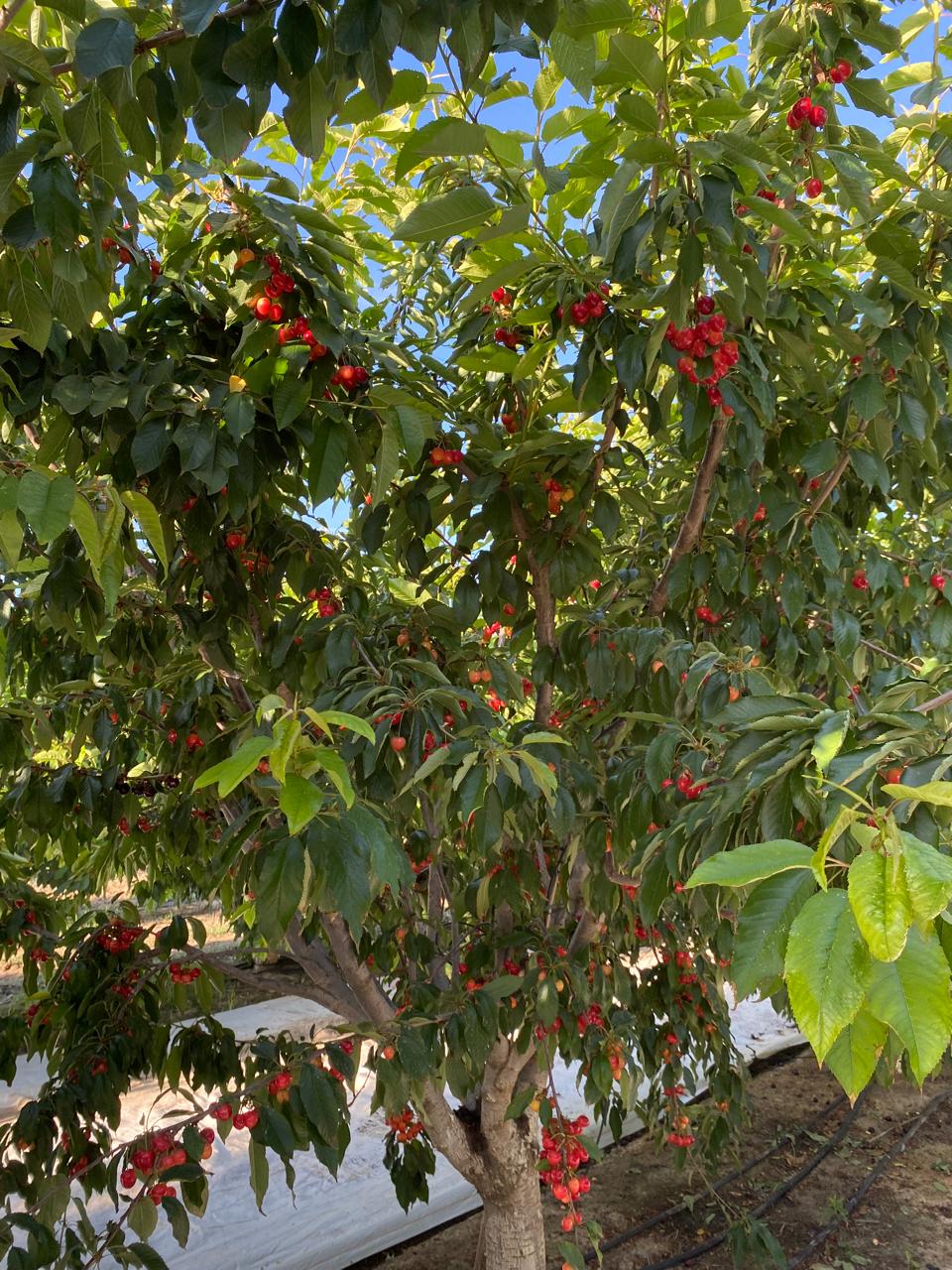  Bloom Fresh: Cerezas tempranas