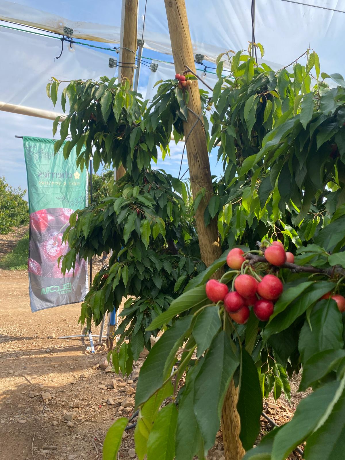  Bloom Fresh: Cerezas tempranas