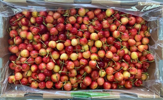 Fiscalización confirma cultivo ilegal de cerezas Tip Top en la Región del Maule, Chile