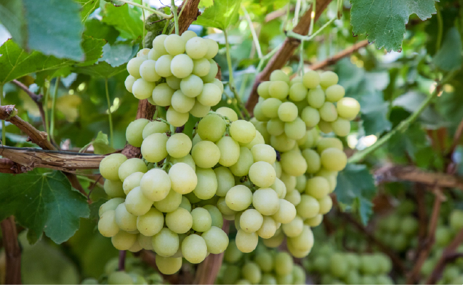 Las uvas de marca están reescribiendo las reglas de la demanda en el sector de productos frescos