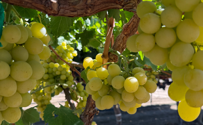 Las uvas de marca están reescribiendo las reglas de la demanda en el sector de productos frescos