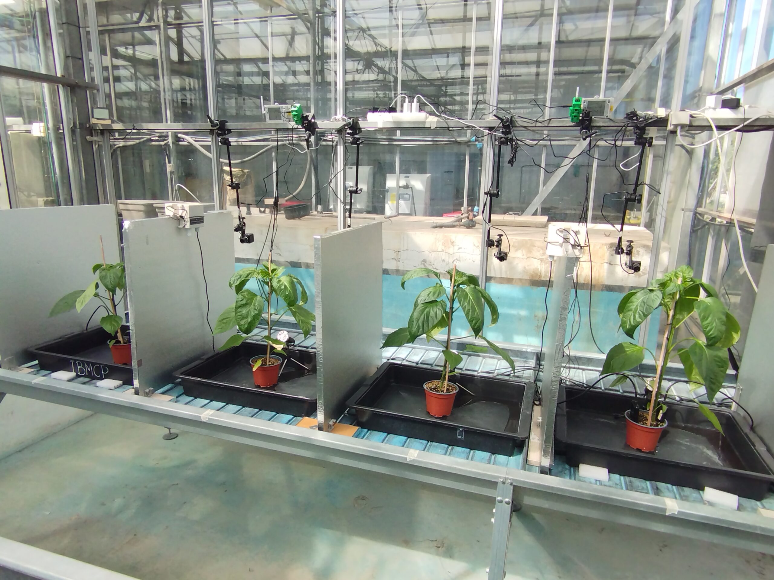 Biotecnología vegetal avanza en Europa: plantas que “hablan”, edición genética y nuevos bioinsumos marcan el futuro del agro