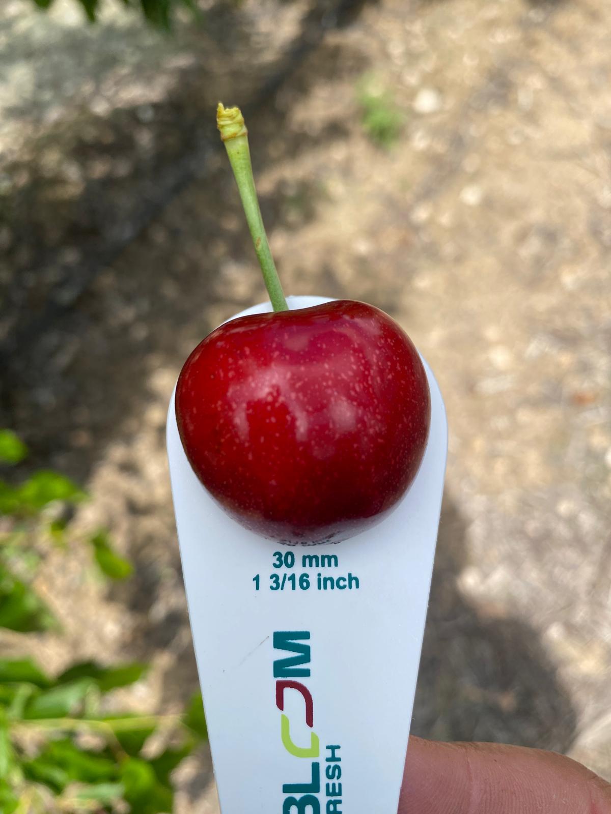  Bloom Fresh: Cerezas tempranas