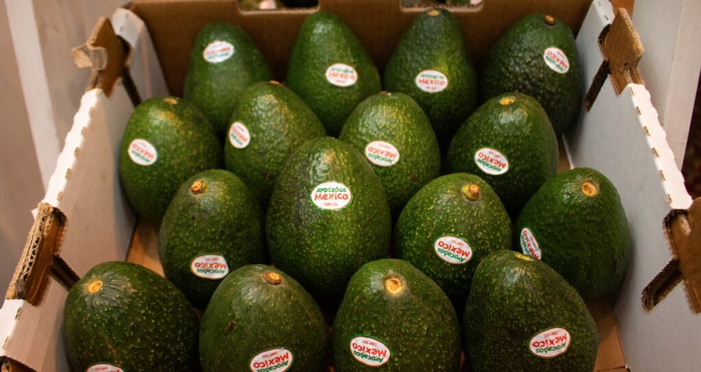 Industria mexicana del aguacate asegura abastecimiento estable para Estados Unidos durante la temporada 2026-2027