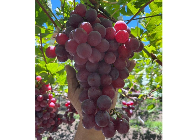 Las primeras variedades de uva de mesa BLOOM FRESH™ cultivadas por UVADOM en República Dominicana llegan a España