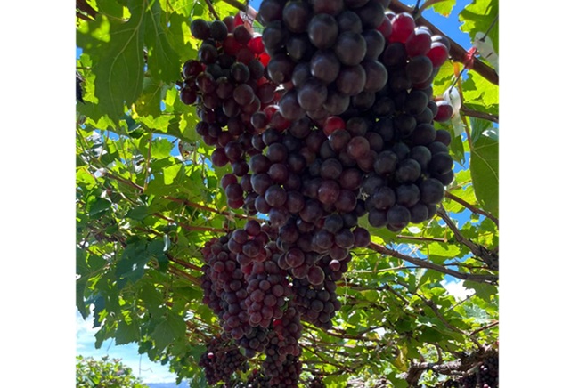 Las primeras variedades de uva de mesa BLOOM FRESH™ cultivadas por UVADOM en República Dominicana llegan a España