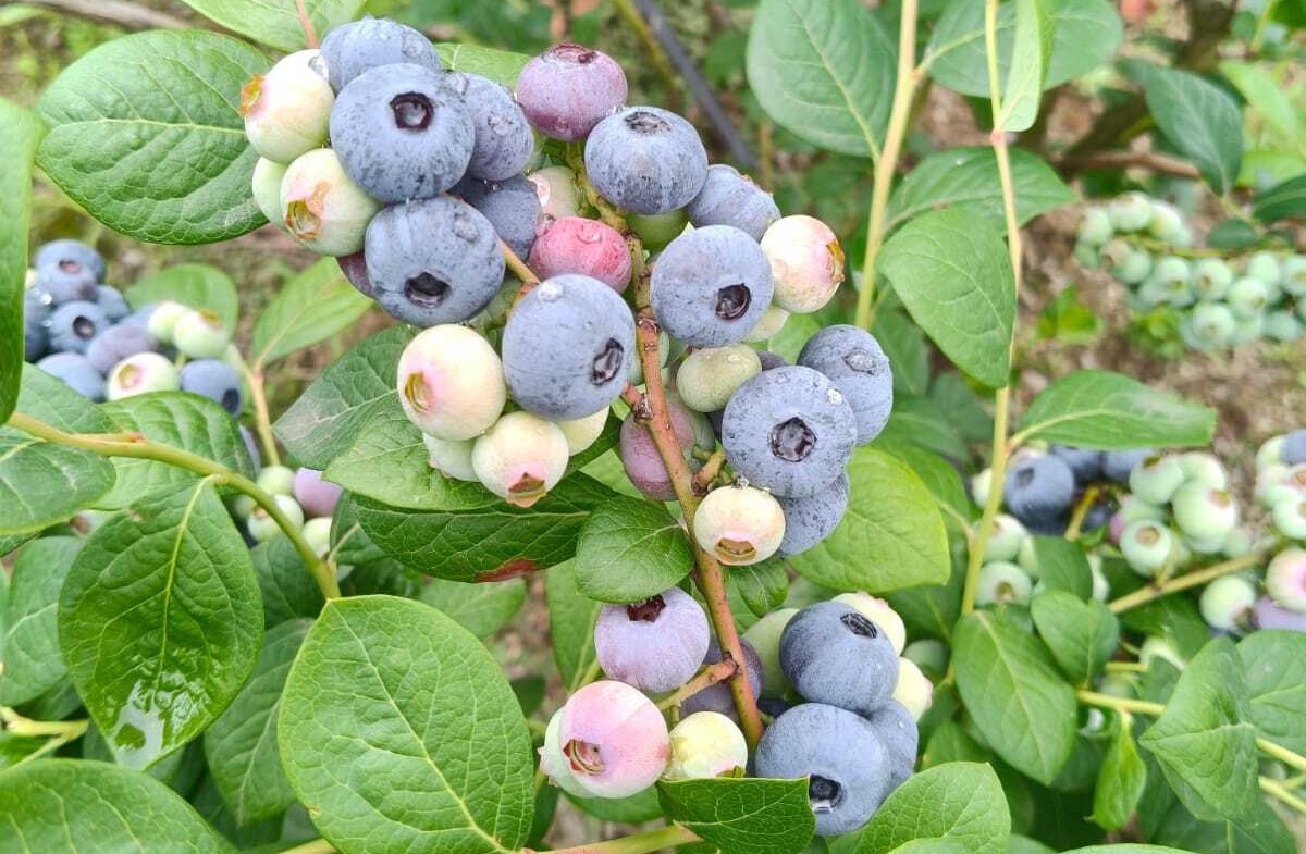 Portugal abre la campaña europea de arándano Northern Highbush con fruta temprana y buena calidad