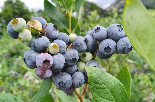 Portugal abre la campaña europea de arándano Northern Highbush con fruta temprana y buena calidad