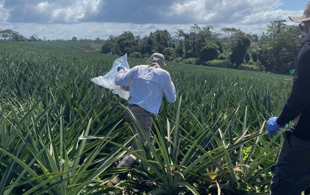 Costa Rica fortalece liderazgo en exportaciones de productos orgánicos con más de 31 mil toneladas enviadas al mundo
