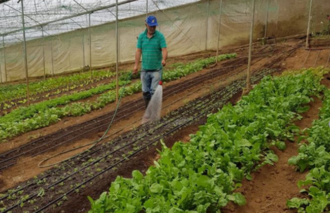 Costa Rica fortalece liderazgo en exportaciones de productos orgánicos con más de 31 mil toneladas enviadas al mundo 4 Costa Rica fortalece liderazgo en exportaciones de productos orgánicos con más de 31 millones de kilos enviados al mundo