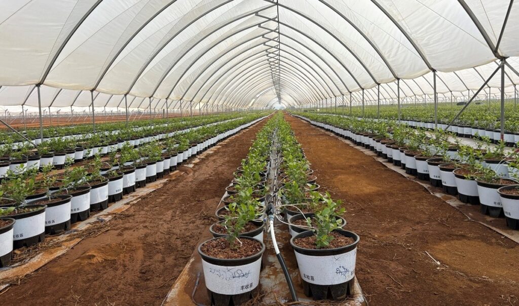 AgroBerries expande su producción de arándanos a Asia con nuevo proyecto de 150 hectáreas en Laos