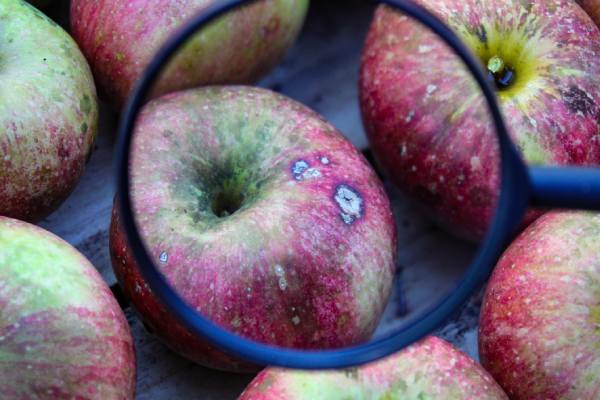 Investigadores de Norte y Sudamérica unen fuerzas para abordar la depresión amarga o bitter pit en manzanas 4 Desentrañando el misterio de la depresión amarga o bitter pit: investigadores de Norte y Sudamérica unen fuerzas para abordar este costoso desorden en manzanas