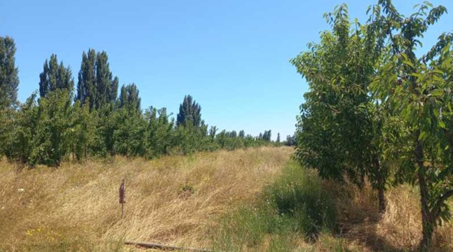 Fiscalización confirma cultivo ilegal de cerezas Tip Top en la Región del Maule, Chile