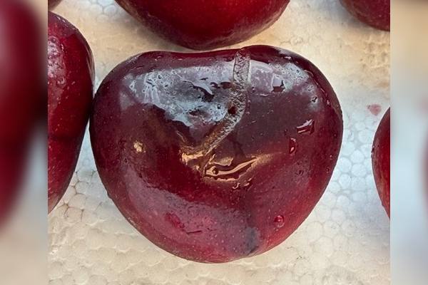 Anomalías climáticas y problemas de calidad anticipan el fin de la temporada de cerezas de California