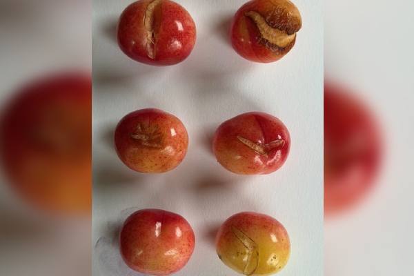 Anomalías climáticas y problemas de calidad anticipan el fin de la temporada de cerezas de California