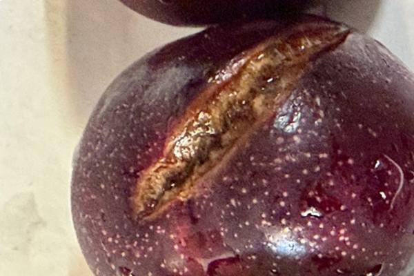Anomalías climáticas y problemas de calidad anticipan el fin de la temporada de cerezas de California