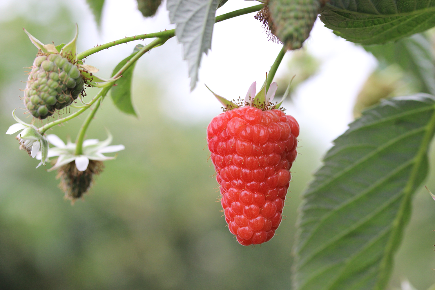 Hortifrut