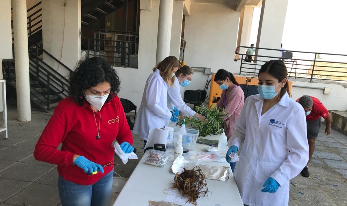 Científicos chilenos descifran los mecanismos genéticos que permiten a frutales resistir la sequía 4 Científicos chilenos descifran los mecanismos genéticos que permiten a frutales resistir la sequía