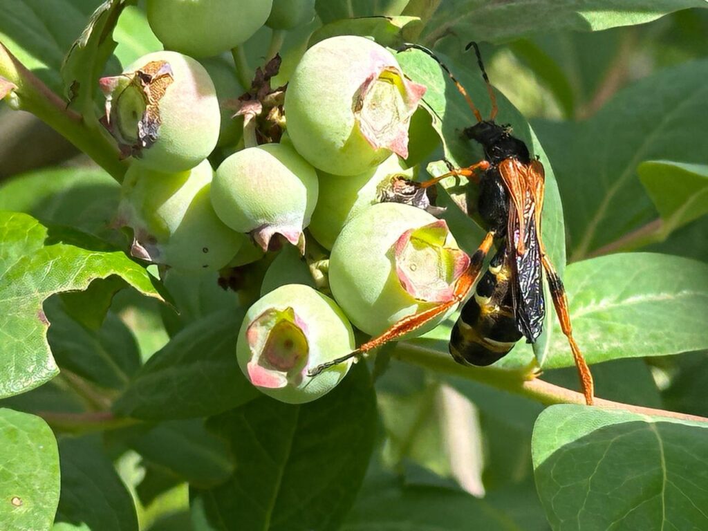 Ecología química abre nuevas alternativas para controlar insectos nativos en arándanos orgánicos
