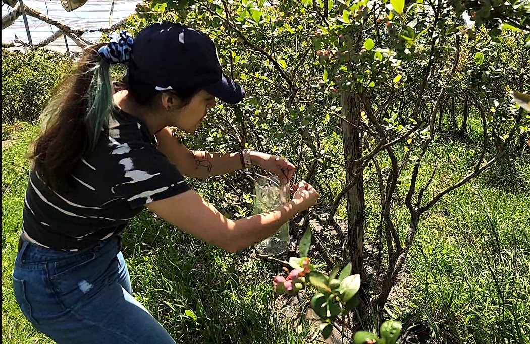 Ecología química abre nuevas alternativas para controlar insectos nativos en arándanos orgánicos 3 Ecología química abre nuevas alternativas para controlar insectos nativos en arándanos orgánicos