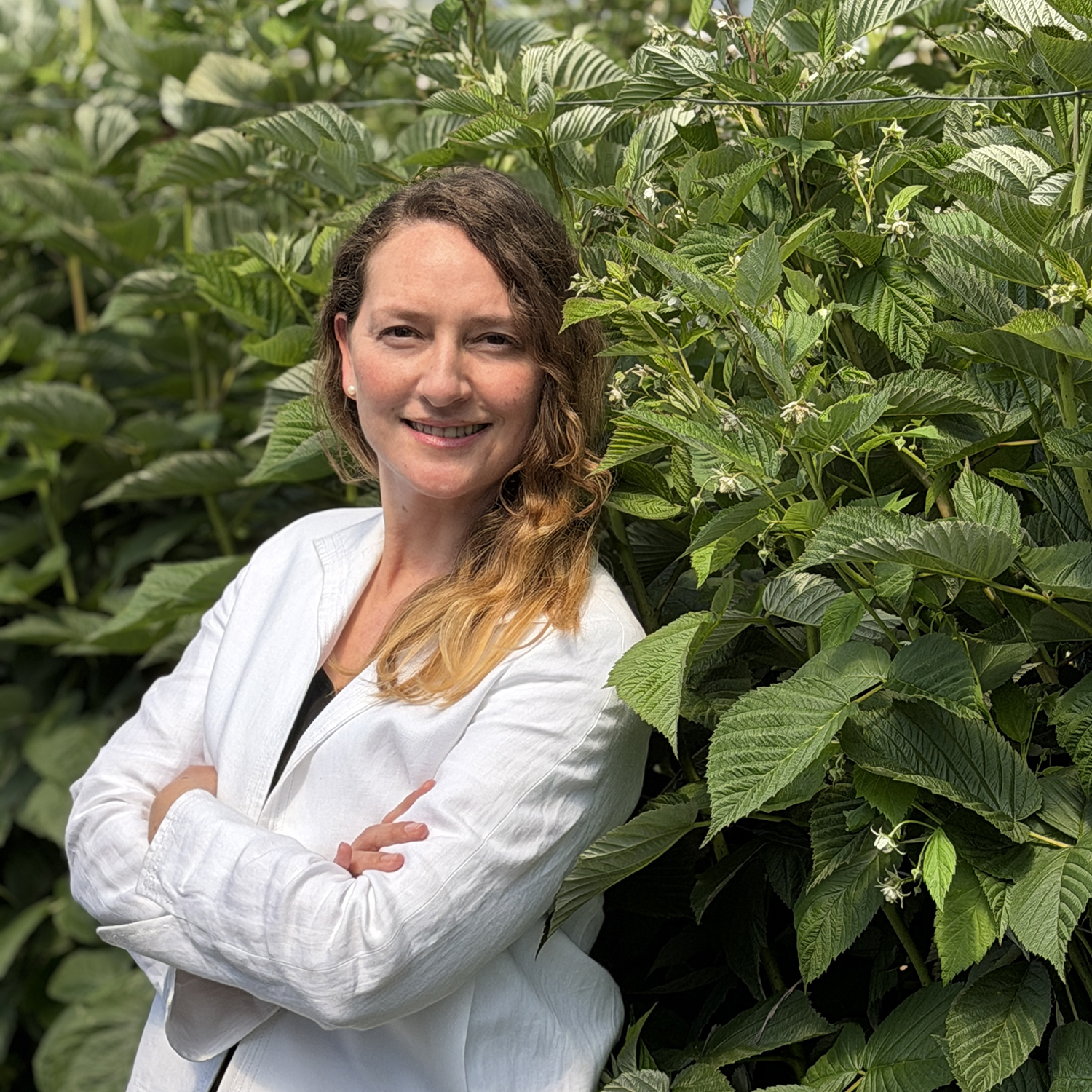 Centennial, RubyChic® y Fenomenal: genética premium para productores mexicanos que buscan productividad y diferenciación comercial 4 Hortifrut