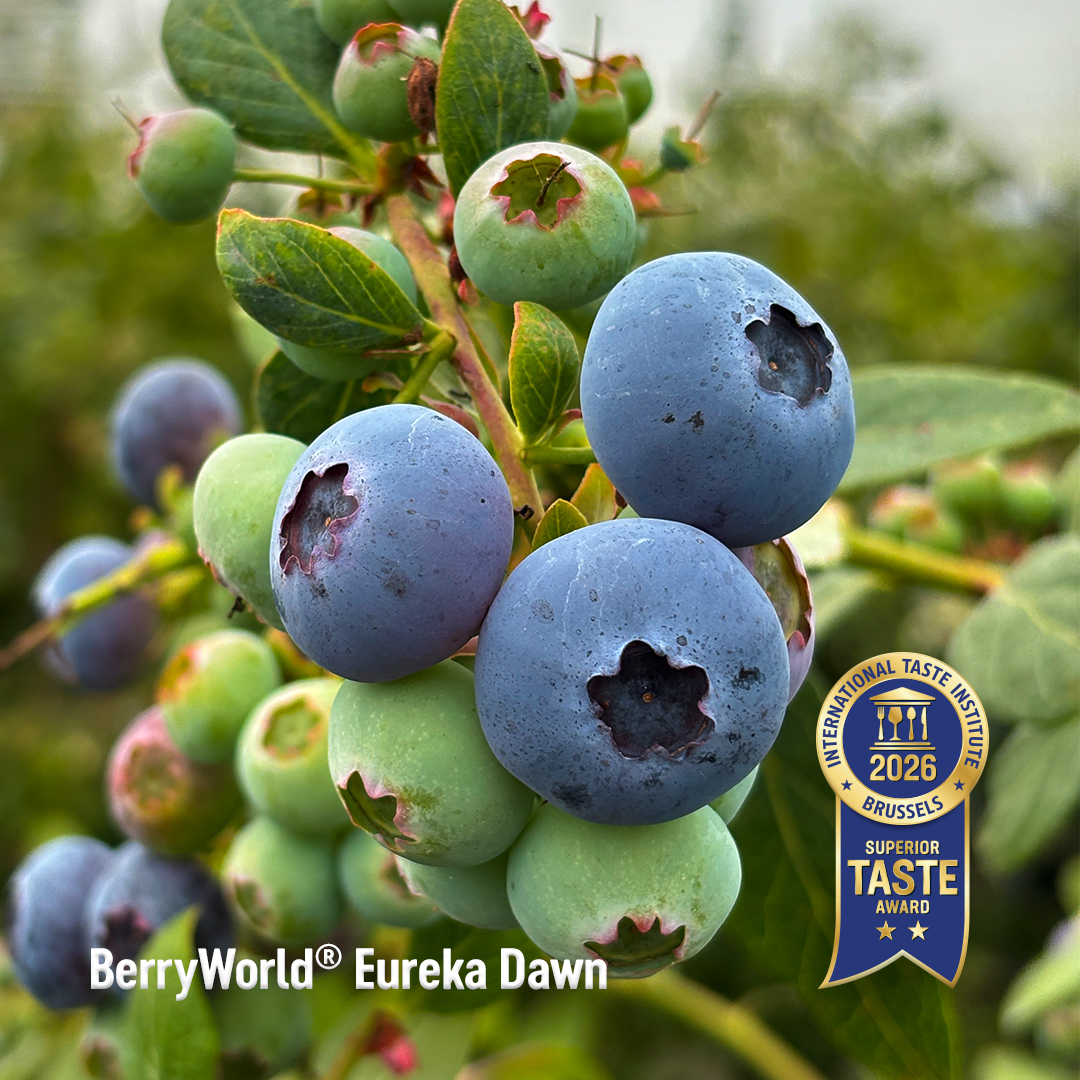 AgroBerries amplía su cartera de arándanos premium con nuevas licencias de Mountain Blue Orchards