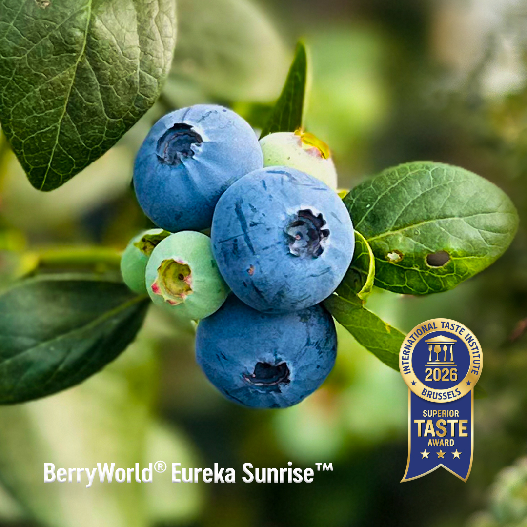AgroBerries amplía su cartera de arándanos premium con nuevas licencias de Mountain Blue Orchards