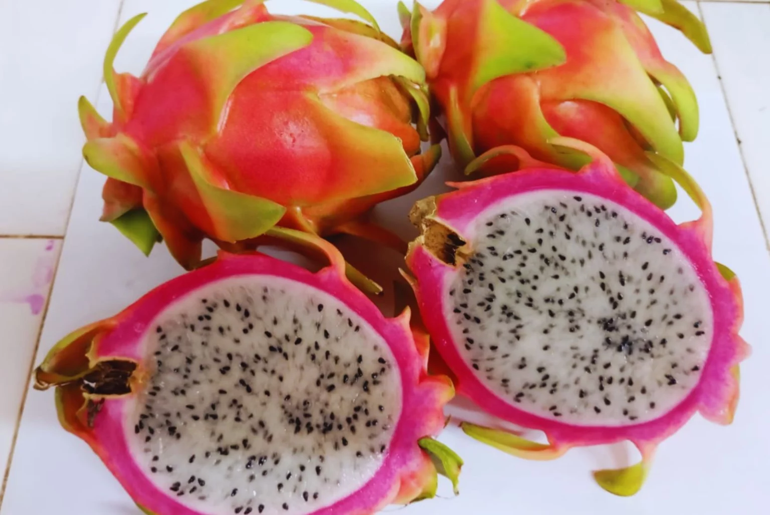 Evalúan variedades de pitahaya en Argentina para impulsar el cultivo en el norte del país 2 Evalúan variedades de pitahaya en Argentina para impulsar el cultivo en el norte del país