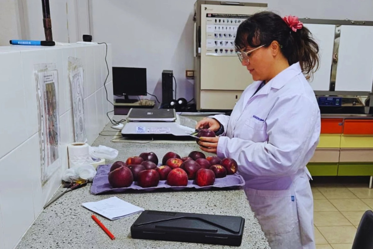 Evalúan variedades de manzanas de pulpa roja para el norte de la Patagonia argentina