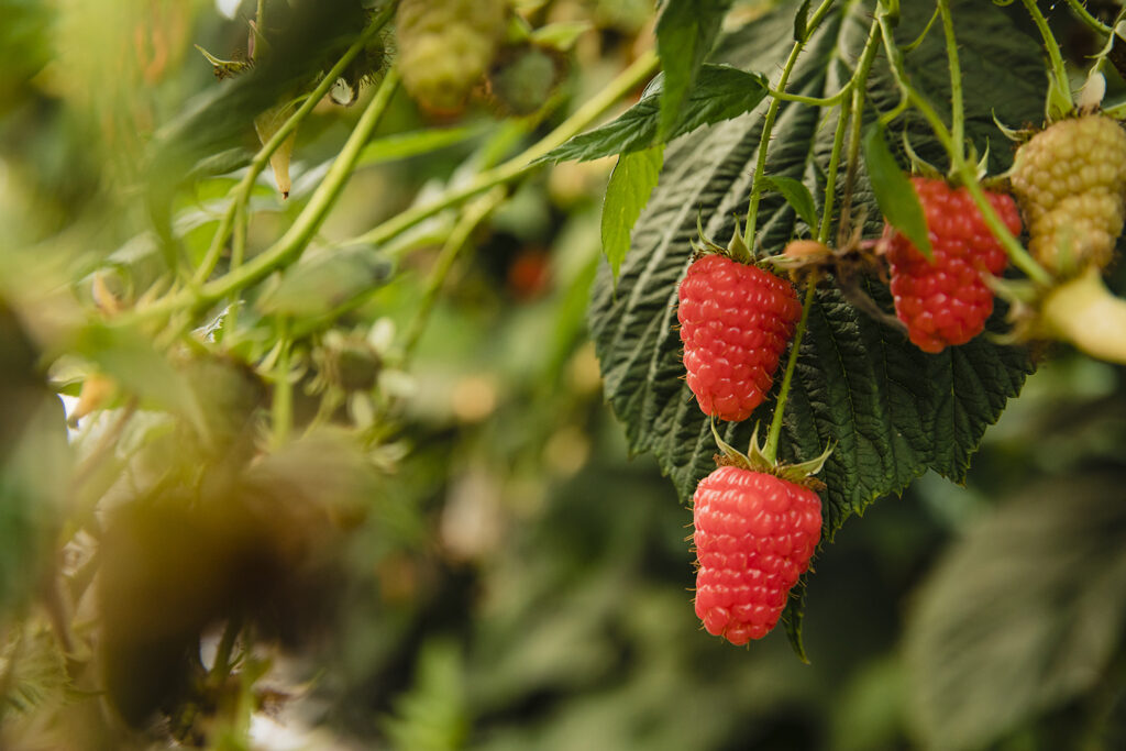 Centennial, RubyChic® y Fenomenal: genética premium para productores mexicanos que buscan productividad y diferenciación comercial