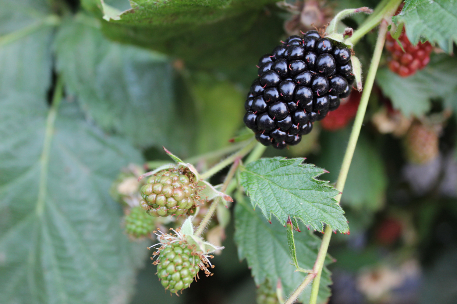 Hortifrut