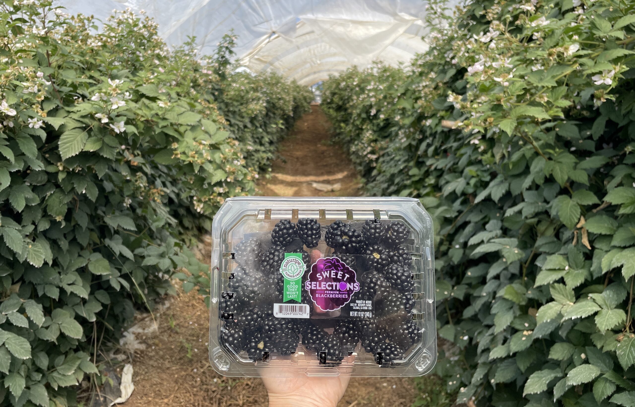 Centennial, RubyChic® y Fenomenal: genética premium para productores mexicanos que buscan productividad y diferenciación comercial 8 Hortifrut