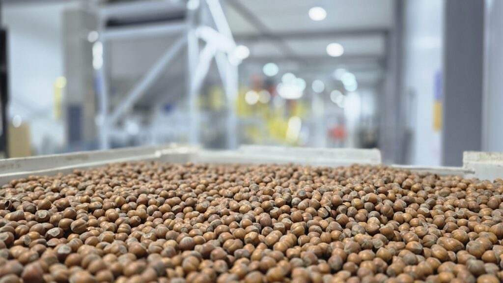 Chile inaugura la planta de procesamiento de avellano más austral del mundo