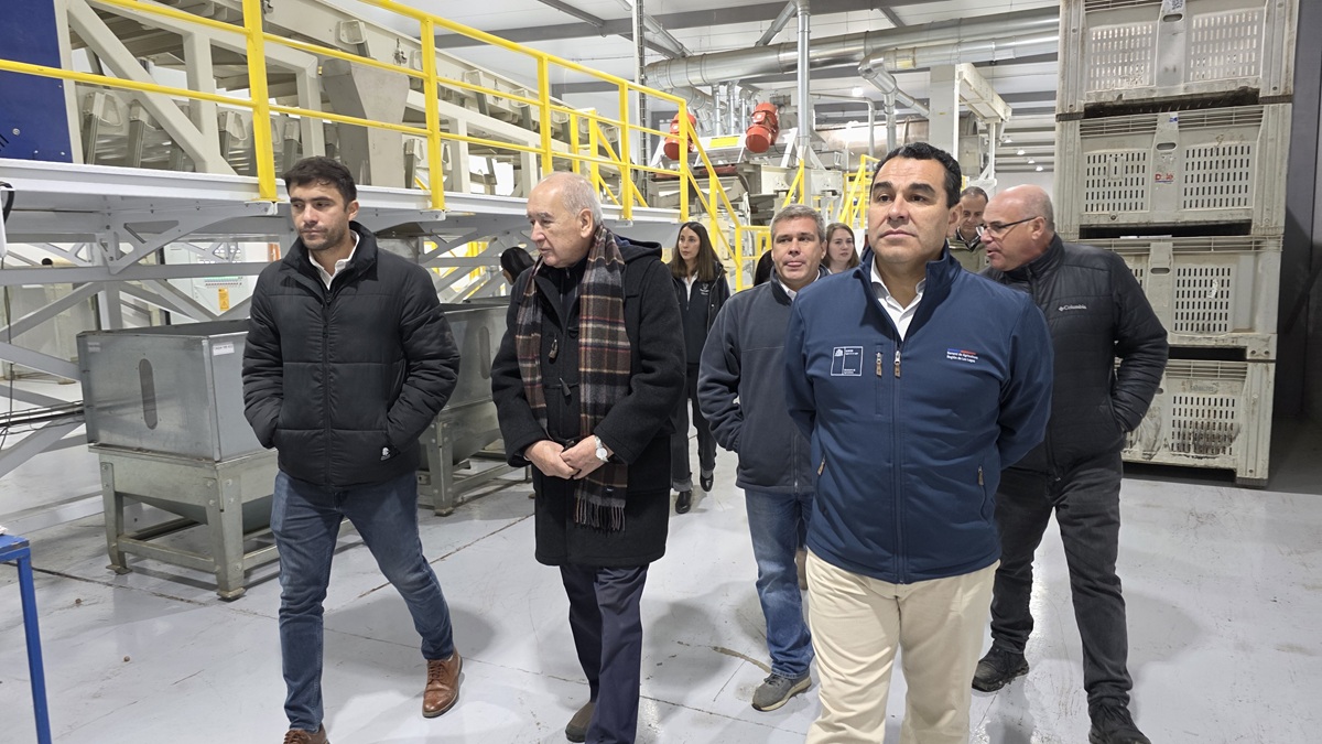 Chile inaugura la planta de procesamiento de avellano más austral del mundo 3 Chile inaugura la planta de procesamiento de avellano más austral del mundo