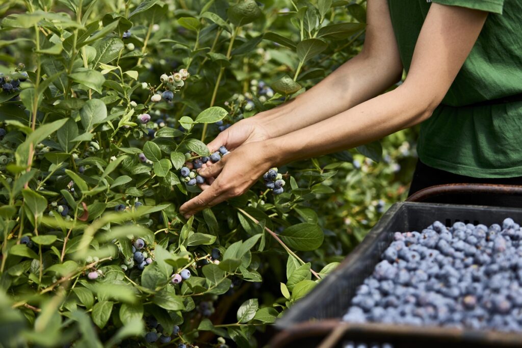 Producción de arándanos en Reino Unido apunta a máximos históricos durante 2026
