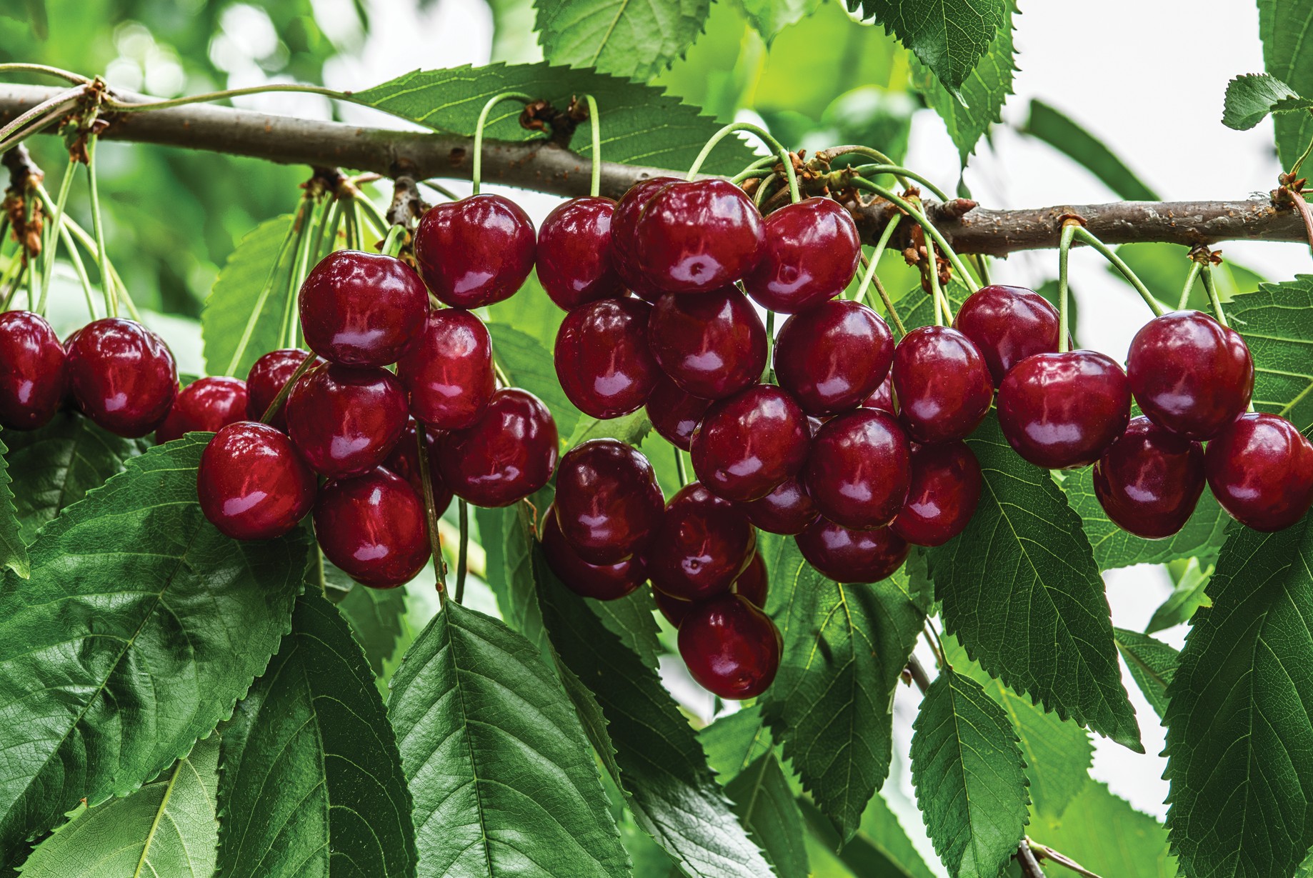 AgroFresh presentará innovación y experiencia en postcosecha en CherryTech 2026 
