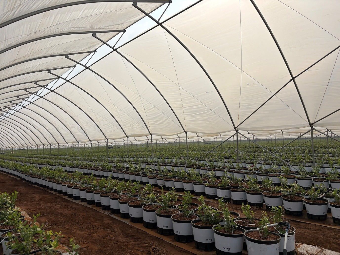 AgroBerries expande su producción de arándanos a Asia con nuevo proyecto de 150 hectáreas en Laos