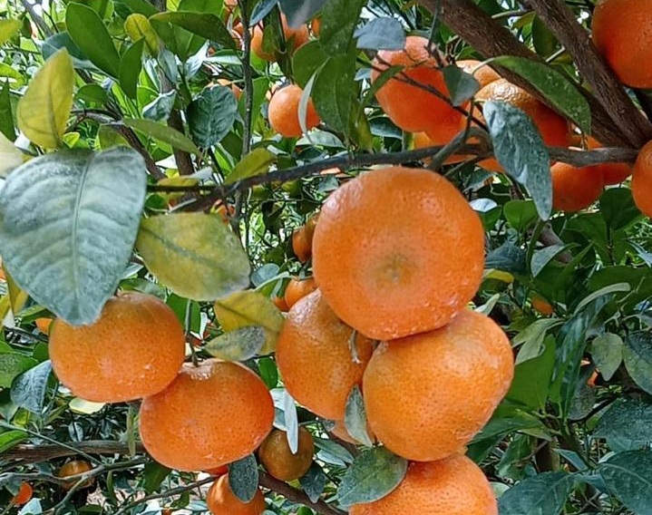 Ecuagroimport busca consolidar sus exportaciones de mandarina Tango a Estados Unidos 3 Ecuagroimport busca consolidar sus exportaciones de mandarina Tango a Estados Unidos