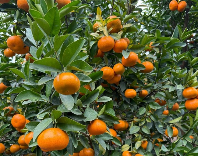 Ecuagroimport busca consolidar sus exportaciones de mandarina Tango a Estados Unidos 2 Ecuagroimport busca consolidar sus exportaciones de mandarina Tango a Estados Unidos